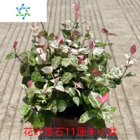 三维工匠花叶络石花苗盆栽四季彩叶垂吊可栽耐寒耐热庭院阳台绿植花卉好养