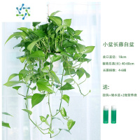 三维工匠长藤绿萝盆栽室内垂吊植物大盆绿萝吸甲醛吊兰绿植花卉大型长藤款