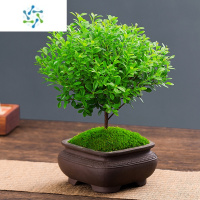 三维工匠小叶赤楠盆栽绿植好养绿植室内阳台桌面四季常青植物迷你小盆景花卉