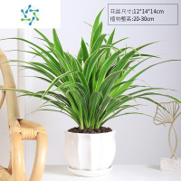 三维工匠金边吊兰植物盆栽办公室内好养易活花卉吸除去甲醛桌面垂吊小绿植