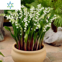 三维工匠铃兰花苗盆栽浓香花卉带芽铃兰绿植阳台室内外风信子芳香当年开花