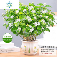 三维工匠盆栽四季开花植物室内栀子花苗浓香好养九里香水培绿植花卉