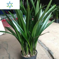 三维工匠墨兰企黑兰花苗报岁兰花冬季带花苞室内绿植客厅办公浓香花卉盆栽