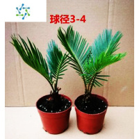 三维工匠苗苏铁小盆景盆栽绿植室内外四季常青巴西墨西哥满额花卉