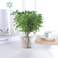 三维工匠防草植物正宗胡椒清香木盆栽室内花卉九里香老桩盆景水培绿植