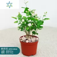 三维工匠茉莉花盆栽室内好养开花植物四季花开绿植虎头茉莉老桩喜阳植物花卉
