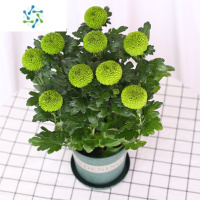 三维工匠乒乓菊盆栽带花苞阳台庭院植物重瓣球菊花苗四季开花好养绿植花卉
