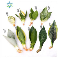 三维工匠大金边虎皮兰盆栽白玉黄金吸甲醛绿植虎尾兰橡皮树花卉