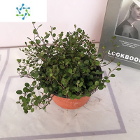 三维工匠千叶兰盆栽花苗婚纱吊兰观叶植物多年生垂吊绿植四季常青大盆花卉