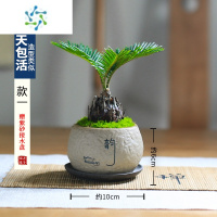 三维工匠铁树苏铁迷你盆景盆栽四季常青中式禅意绿植室内茶室办公室好养