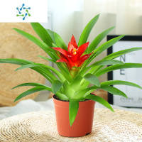 三维工匠鸿运当头盆栽水培植物室内四季常青小红星绿植好养花卉凤梨花盆景