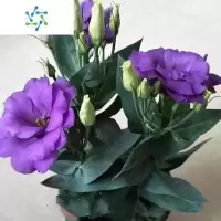 三维工匠洋桔梗盆栽花苗重瓣花卉带花苞四季开花室内大花多年生阳台庭院大