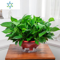 三维工匠大盆绿萝长藤垂吊新内客厅盆栽花卉吸甲醛净化空气土培