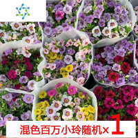 三维工匠百万小玲盆栽花苗庭院花卉垂吊植物舞春花带花苞室外阳台花草成品