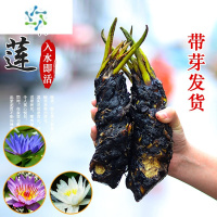 三维工匠睡莲水培植物盆栽带花四季开花卉大根块池塘莲花种苗水养荷花根茎