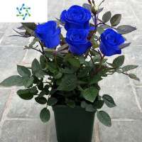 三维工匠蓝色玫瑰花苗盆栽多色妖姬四季开花卉植物室内月季花苗特大花浓香