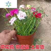 三维工匠重瓣太阳花苗盆栽带花苞带盆载好混色宿根绿植物阳台庭院耐热花卉