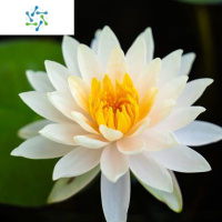 三维工匠大睡莲根块池塘睡莲花水培植物四季莲花盆栽水养花卉荷花睡莲根茎