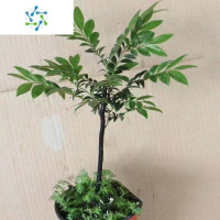 三维工匠小叶紫檀盆景树桩植物花卉盆栽办公室内绿植耐寒四季常青