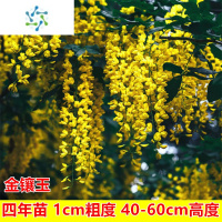 三维工匠紫藤花树苗爬藤植物攀援花卉庭院围墙四季开花蔓藤紫藤萝花苗盆栽