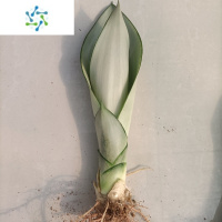 三维工匠虎皮兰金黄白玉兰水培植物盆栽虎皮兰室内绿植花卉客厅办公室