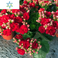 三维工匠长寿花盆栽重瓣花大花带花苞金狐狸花卉植物室内花四季开花好养活