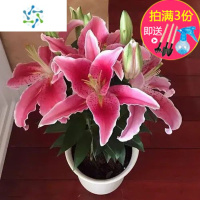 三维工匠香水大重瓣四季开花室内盆栽观花植物鲜花好养活花苗花卉