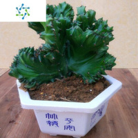 三维工匠多肉植物玉麒麟盆栽花卉仙人掌麒麟掌室内吸甲醛防辐