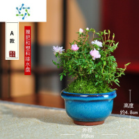 三维工匠姬月季姬乙女姬蔷薇迷你微盆景室内阳台桌面四季花开盆栽花卉