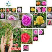 三维工匠重瓣太阳花苗耐热植物盆栽花卉庭院阳台四季开花不断带根花苞发货