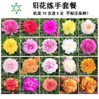 三维工匠四季开花宿根重瓣太阳花苗混色盆栽庭院花卉楼顶植物花园阳台枝条