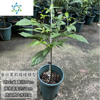 三维工匠垂丝茉莉花 盆栽花苗 四季开花白蝴蝶稀有花卉绿植室内垂吊植物