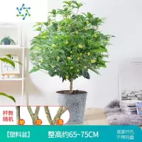 三维工匠桂花树苗盆栽室内开花不断室外阳台庭院好养浓香型花卉月桂