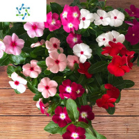 三维工匠长春花盆栽天天开带花苞观花植物五叶梅庭院客厅盆栽花卉四季开花