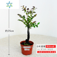 三维工匠小叶紫檀树苗紫檀盆景室内常绿植物名贵花卉盆栽四季好养盆景