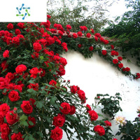 三维工匠蔷薇花爬藤四季开花庭院藤本月季花大花爬墙植物花卉盆栽玫瑰