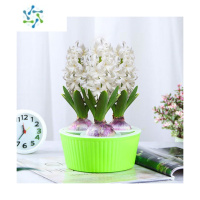 三维工匠风信子种球水养土培套餐冬季水培带芽耐寒易活花卉盆栽植物室内花