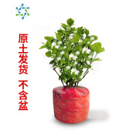 三维工匠茉莉花苗盆栽带花苞九里香老桩花卉植物室内浓香四季开花好养