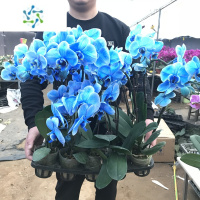 三维工匠蝴蝶兰花苗带花剑带花苞盆栽兰花大苗客厅室内植物花卉四季好养活