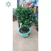 三维工匠小叶紫檀树苗紫檀盆景四季常青植物观叶花卉盆栽四季好养盆景