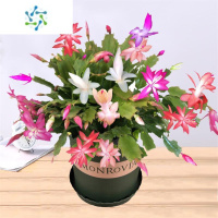 三维工匠带盆多色重瓣新品花卉植物室内螃蟹抓花四季开花