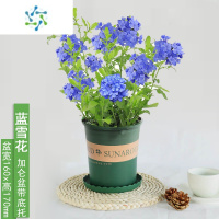 三维工匠盆栽花卉苗四季开花阳台花园观赏爬藤植物耐热易养活白雪花