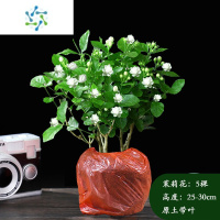 三维工匠盆栽重瓣花苗浓香型带花苞室内阳台好养观花植物四季开花卉