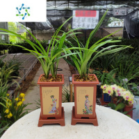 三维工匠翁源兰花苗四季建兰素心仁化白带花苞浓香型室内植物兰草花卉盆栽