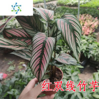 三维工匠翠叶 孔雀 双线 银纹 豹纹 苹果 红美丽 彩虹竹芋盆栽花卉植物