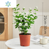 三维工匠花盆栽正宗圆叶室内好养四季开花植物重瓣老桩浓香型花卉