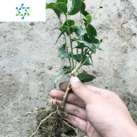 三维工匠圆叶正宗虎头茉莉花盆栽室内浓香花卉重瓣老桩带花苞四季开花植物