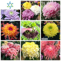 三维工匠大菊花苗盆栽花卉观花植物乒乓菊室内外庭院阳台带花苞四季开花