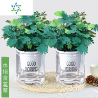 三维工匠彩虹小盆栽幼儿园学校室内趣味花卉四季常青害羞草阳台植物