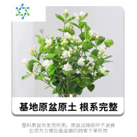 三维工匠水培茉莉花盆栽带花苞四季开花水培植物室内好养办公室虫花卉
